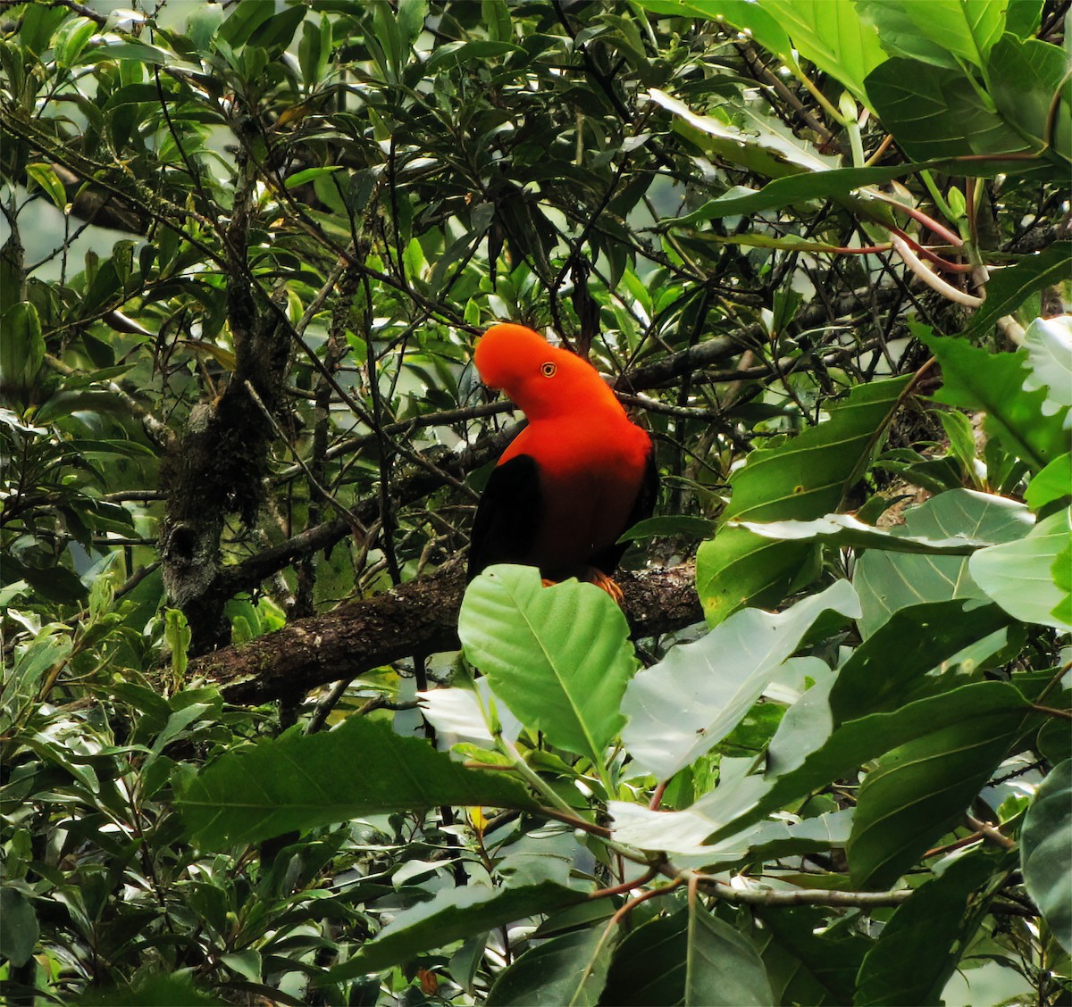 Andean Cock-of-the-rock - ML644418189