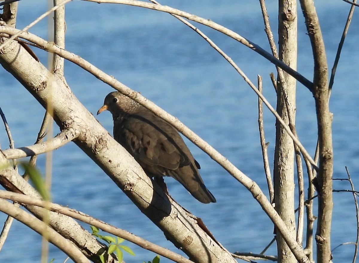 Common Ground Dove - ML644418196