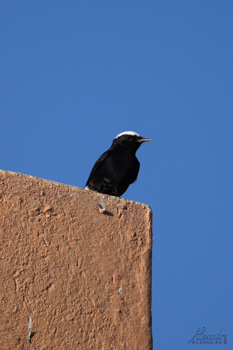 Saharasteinschmätzer - ML644418197