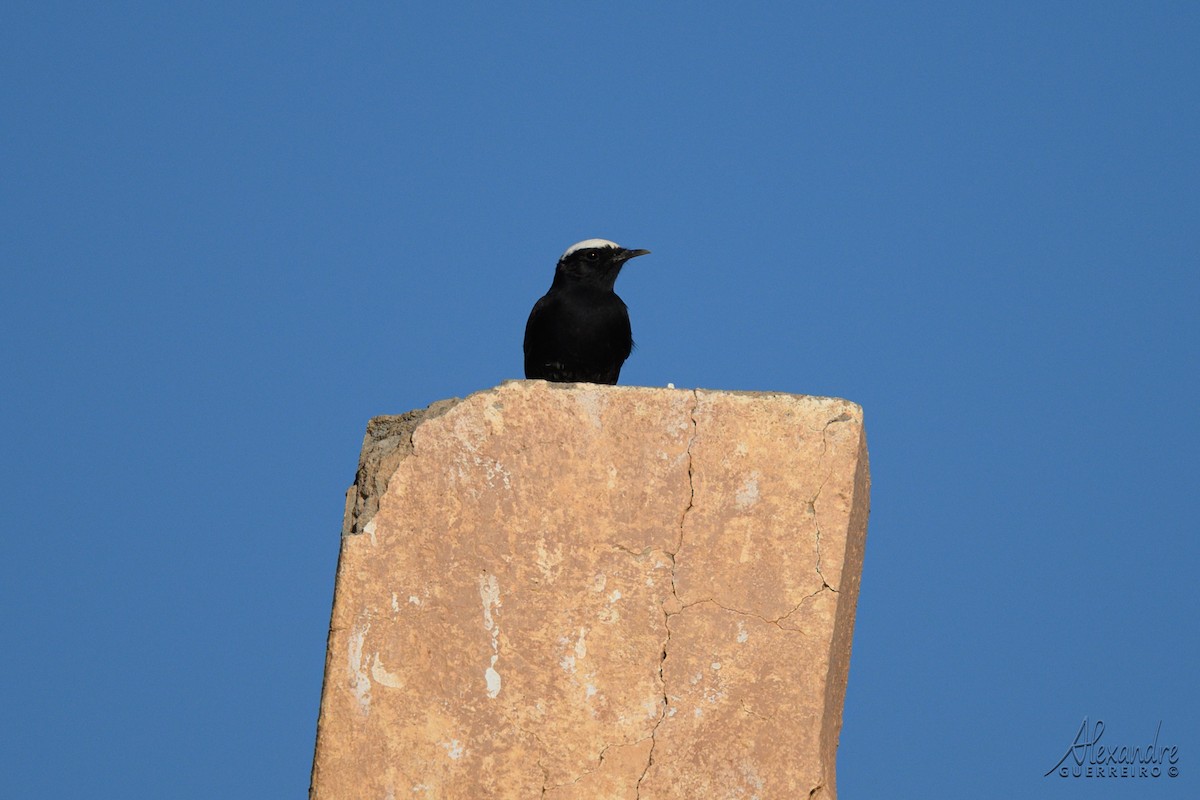 Saharasteinschmätzer - ML644418198