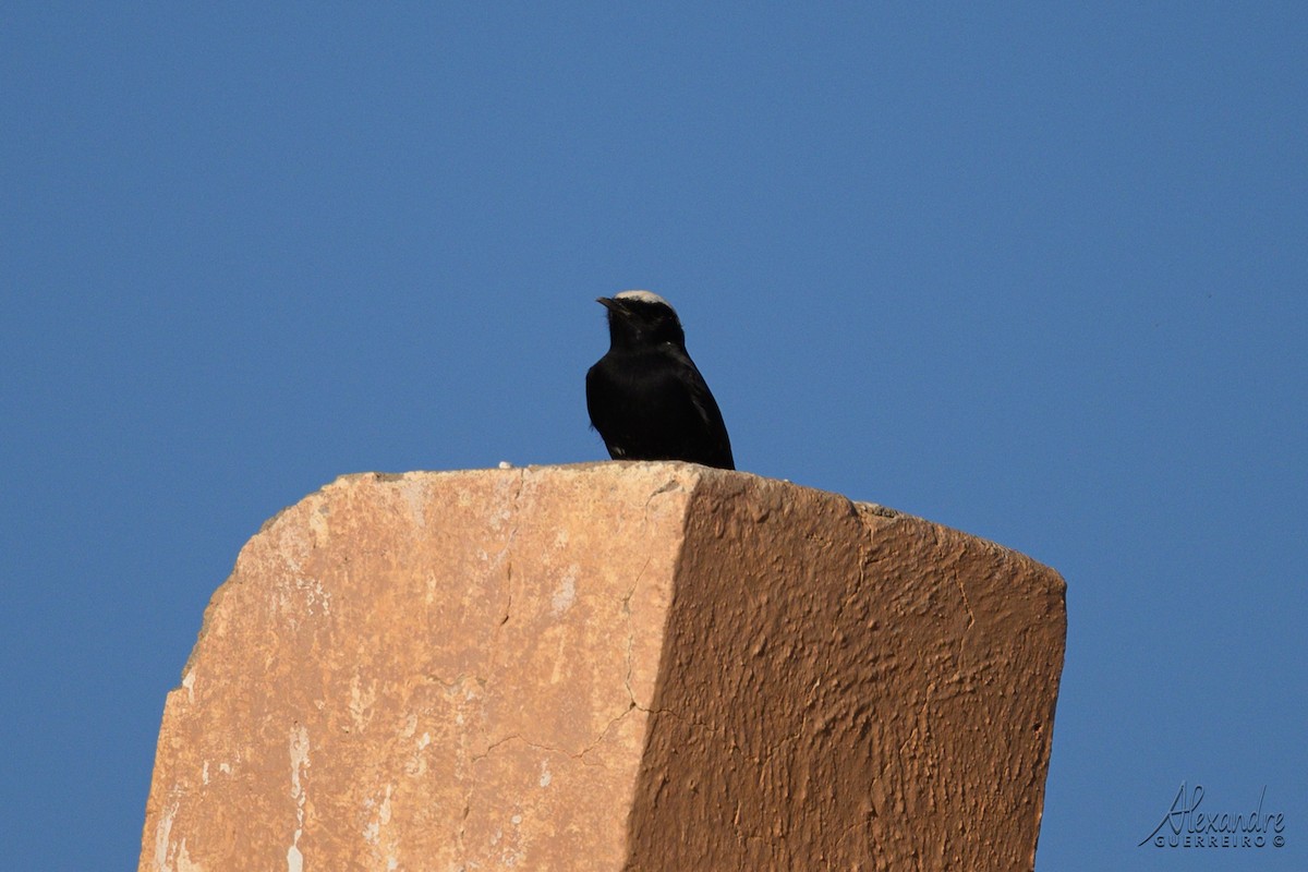 Saharasteinschmätzer - ML644418199