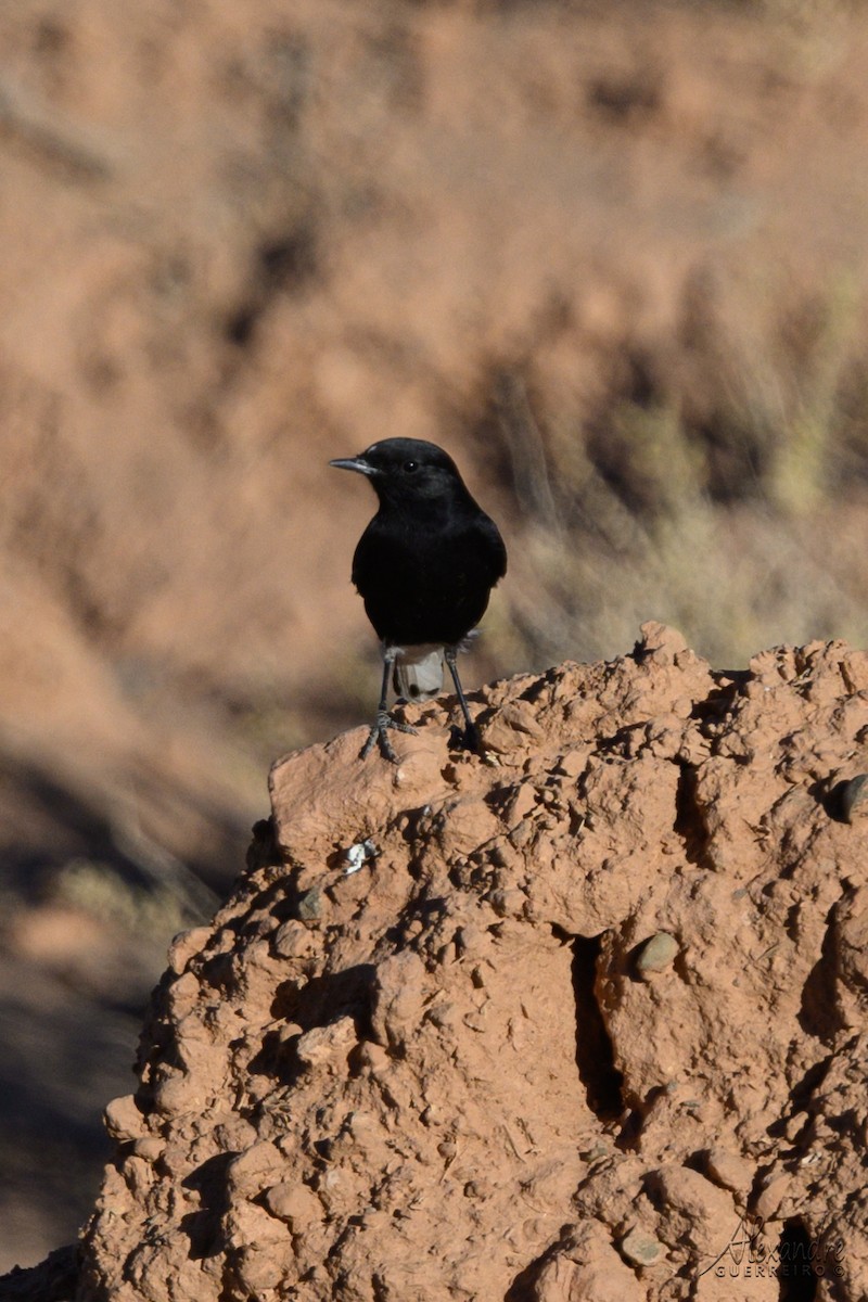 Saharasteinschmätzer - ML644418200