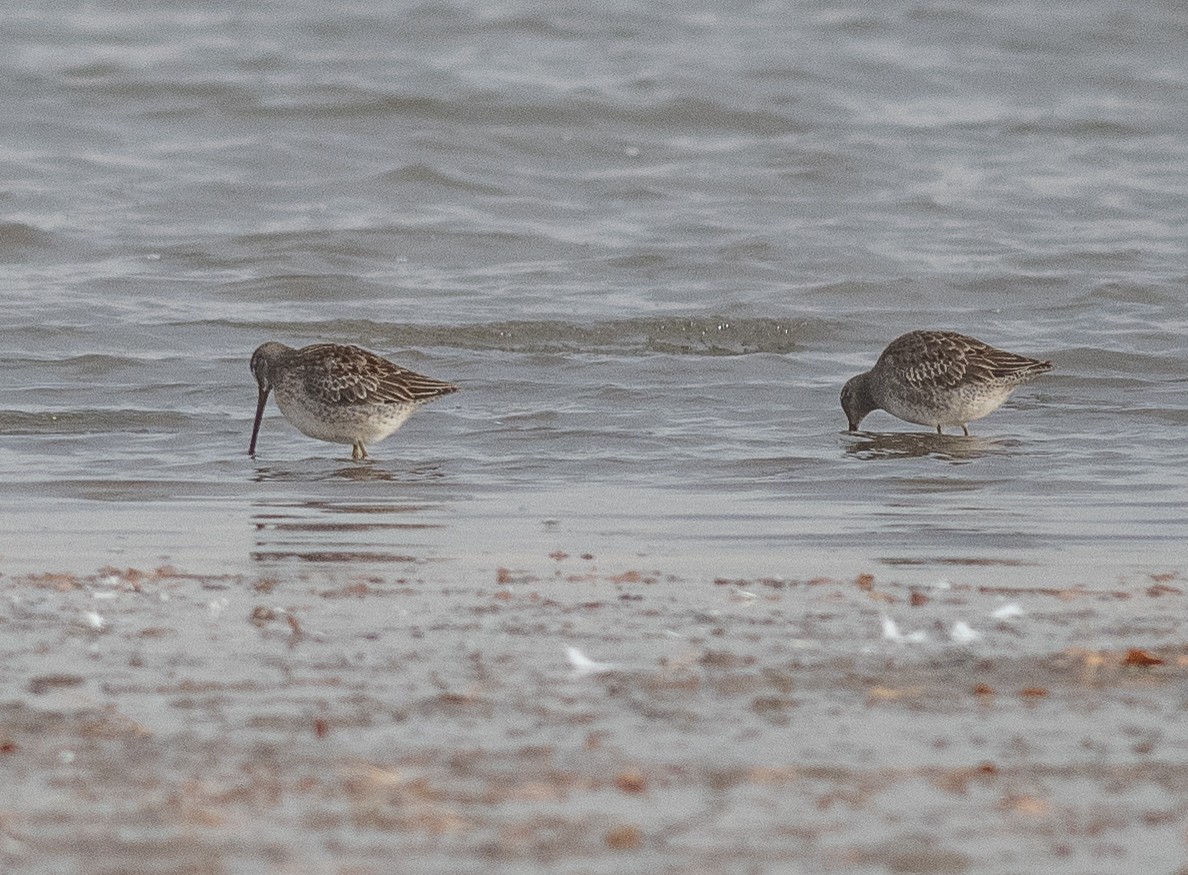 Tundraschlammläufer - ML644418201