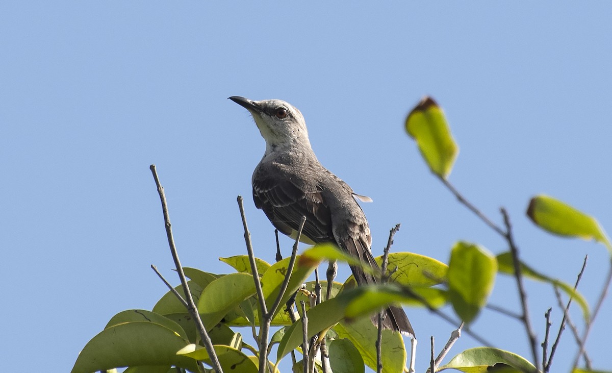 Moqueur des savanes - ML644418202