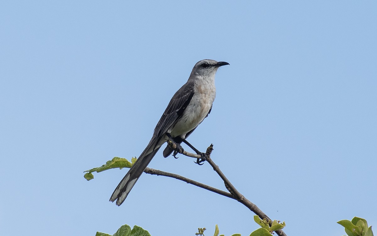 Moqueur des savanes - ML644418203