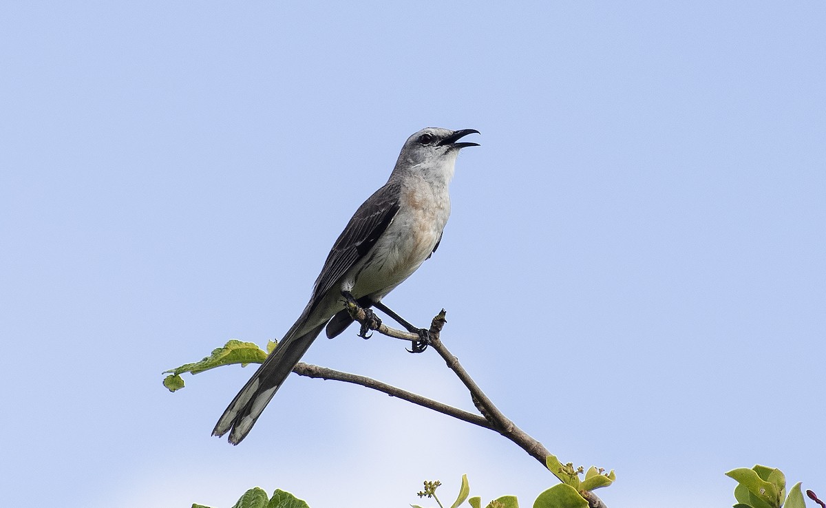 Moqueur des savanes - ML644418204