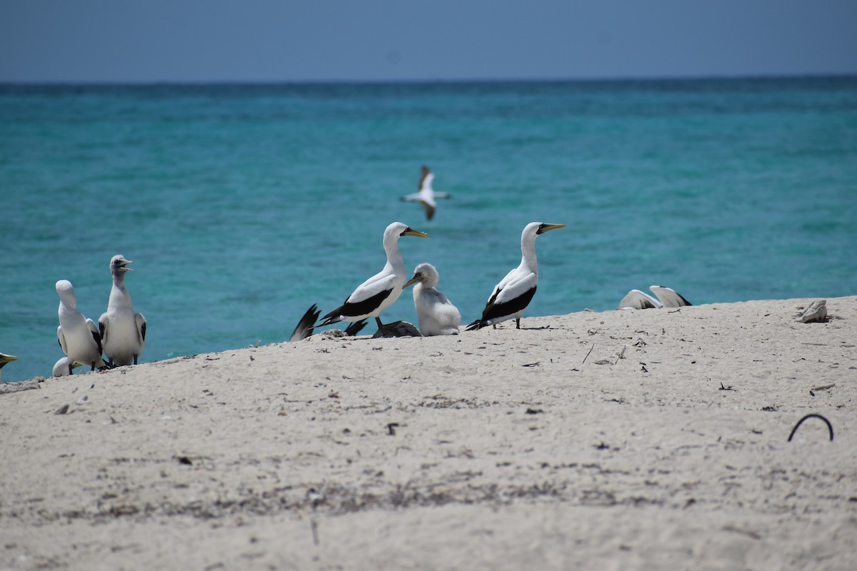 Сула жовтодзьоба - ML644418211