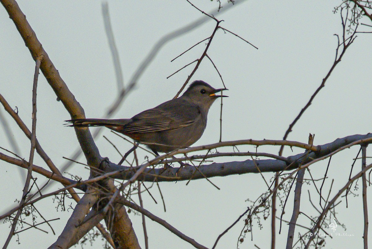 ימימן אמריקני - ML644418213