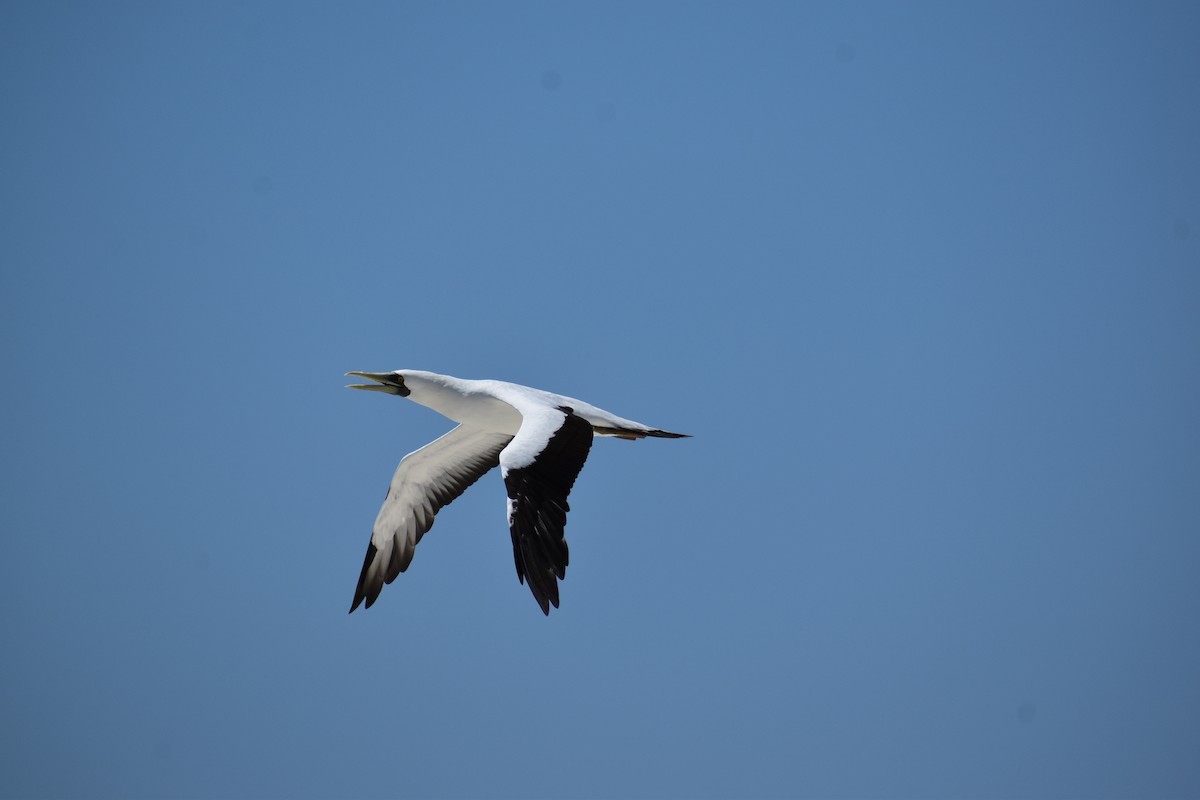 Сула жовтодзьоба - ML644418216