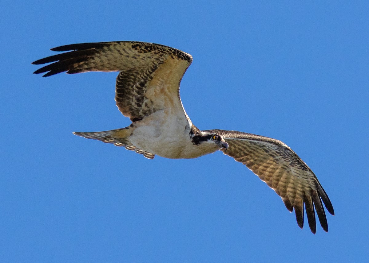 fiskeørn - ML644418218