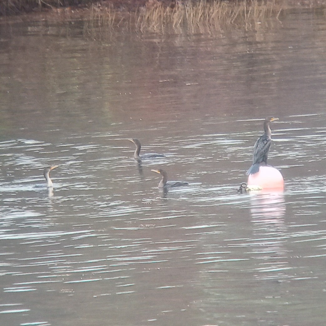 Cormoran à aigrettes - ML644418257