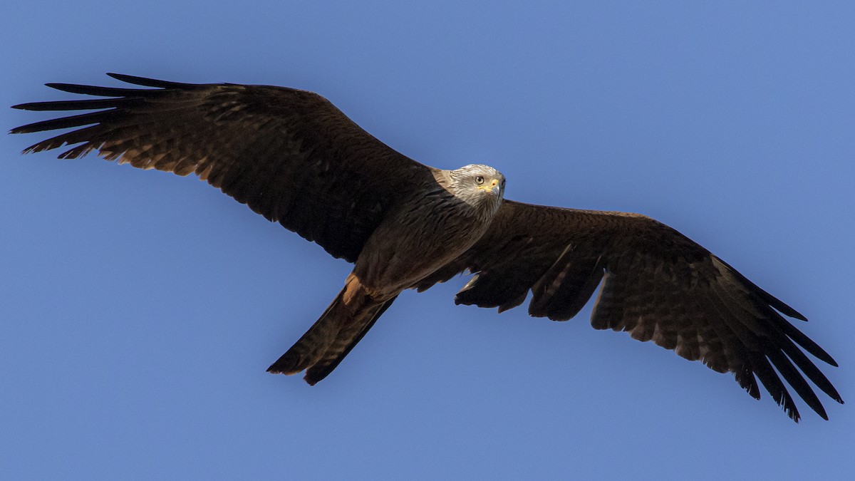 Сохор элээ - ML644418272