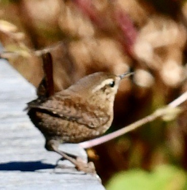 střízlík kanadský - ML644418279