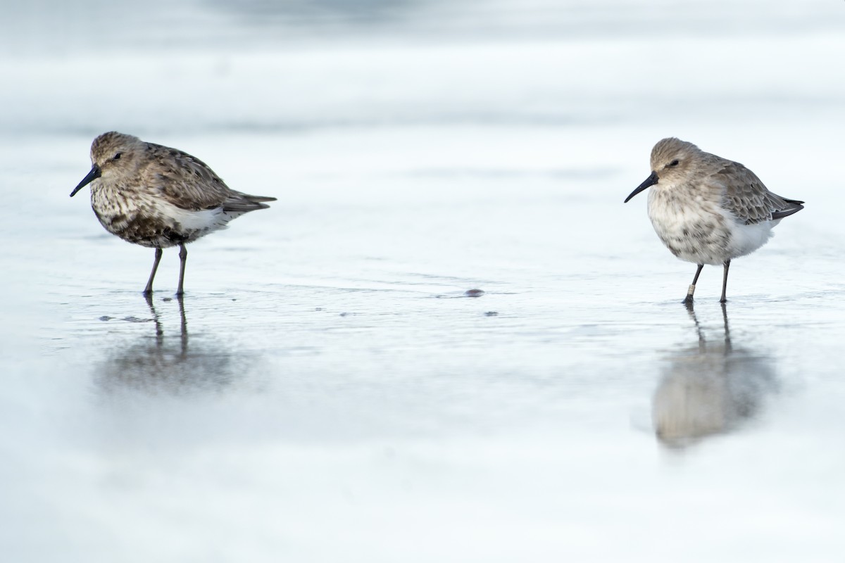 Dunlin - ML644418283