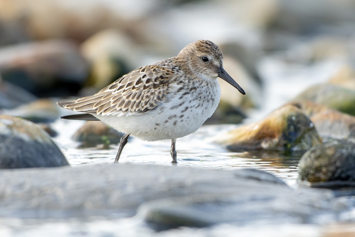 Dunlin - ML644418284