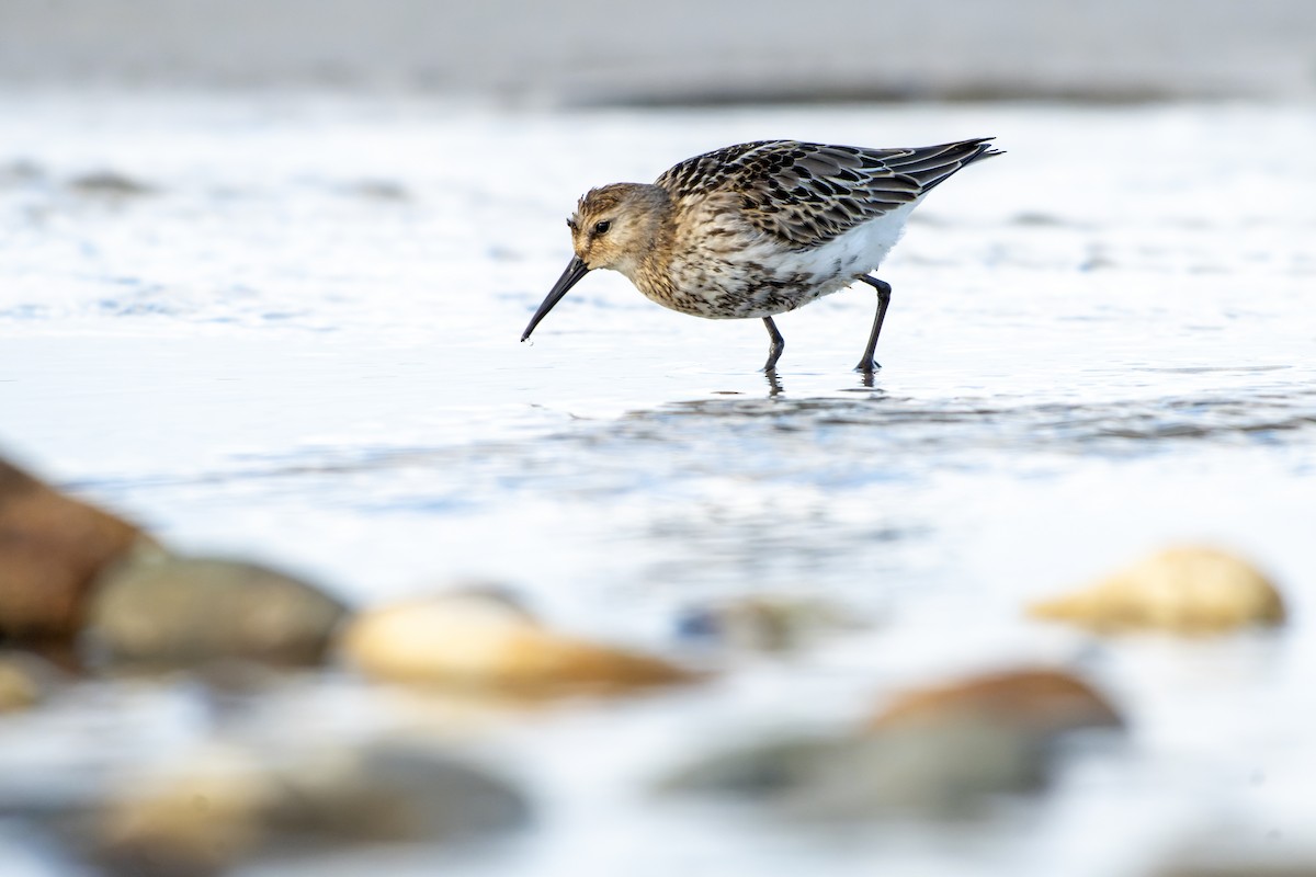 Dunlin - ML644418285