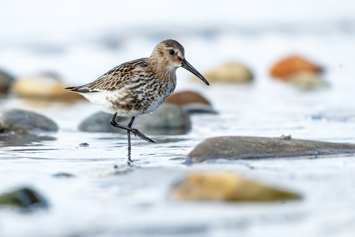Dunlin - ML644418287