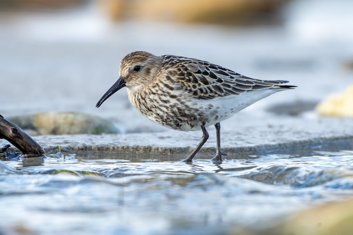 Dunlin - ML644418288