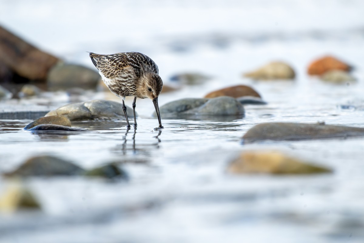 Dunlin - ML644418289