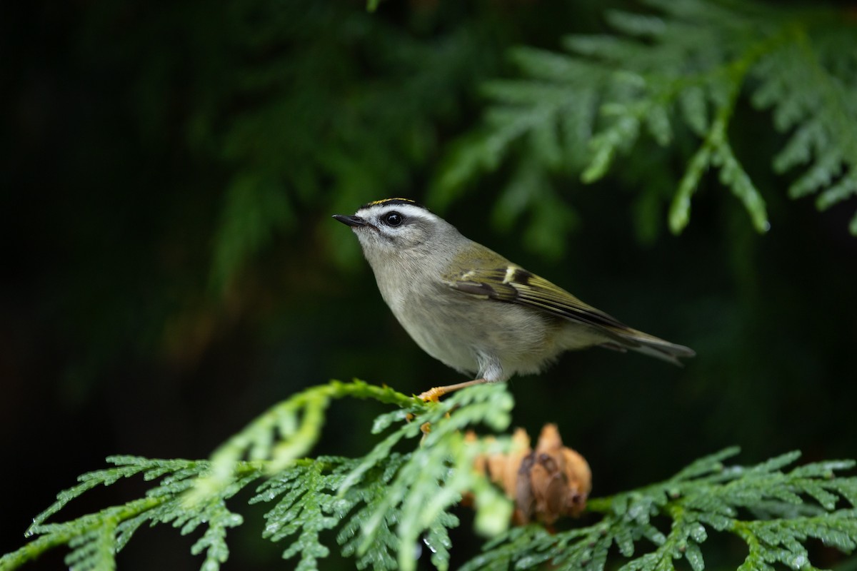 Golden-crowned Kinglet - ML644418300