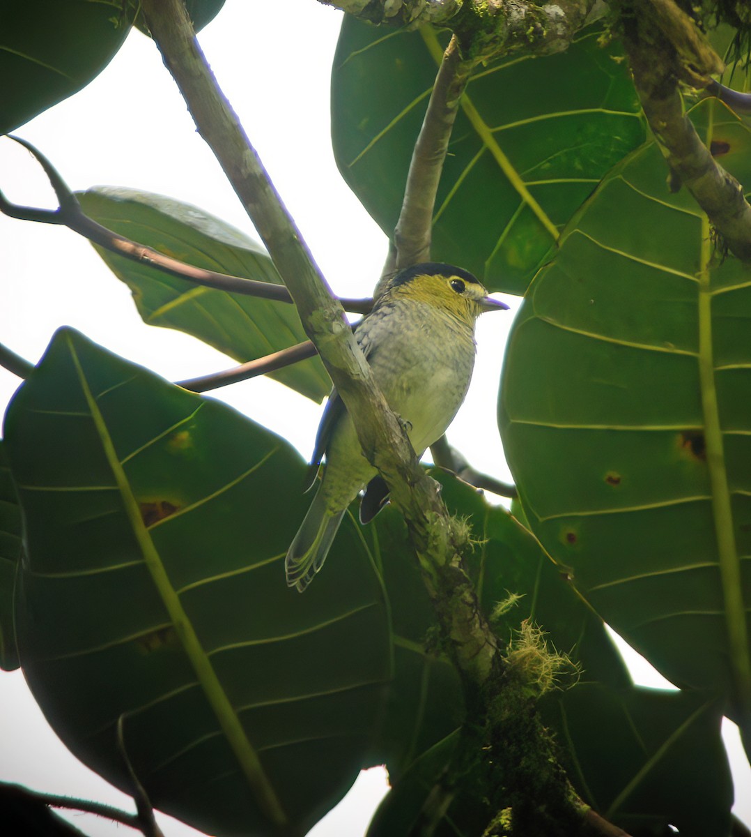 Barred Becard - ML644418302