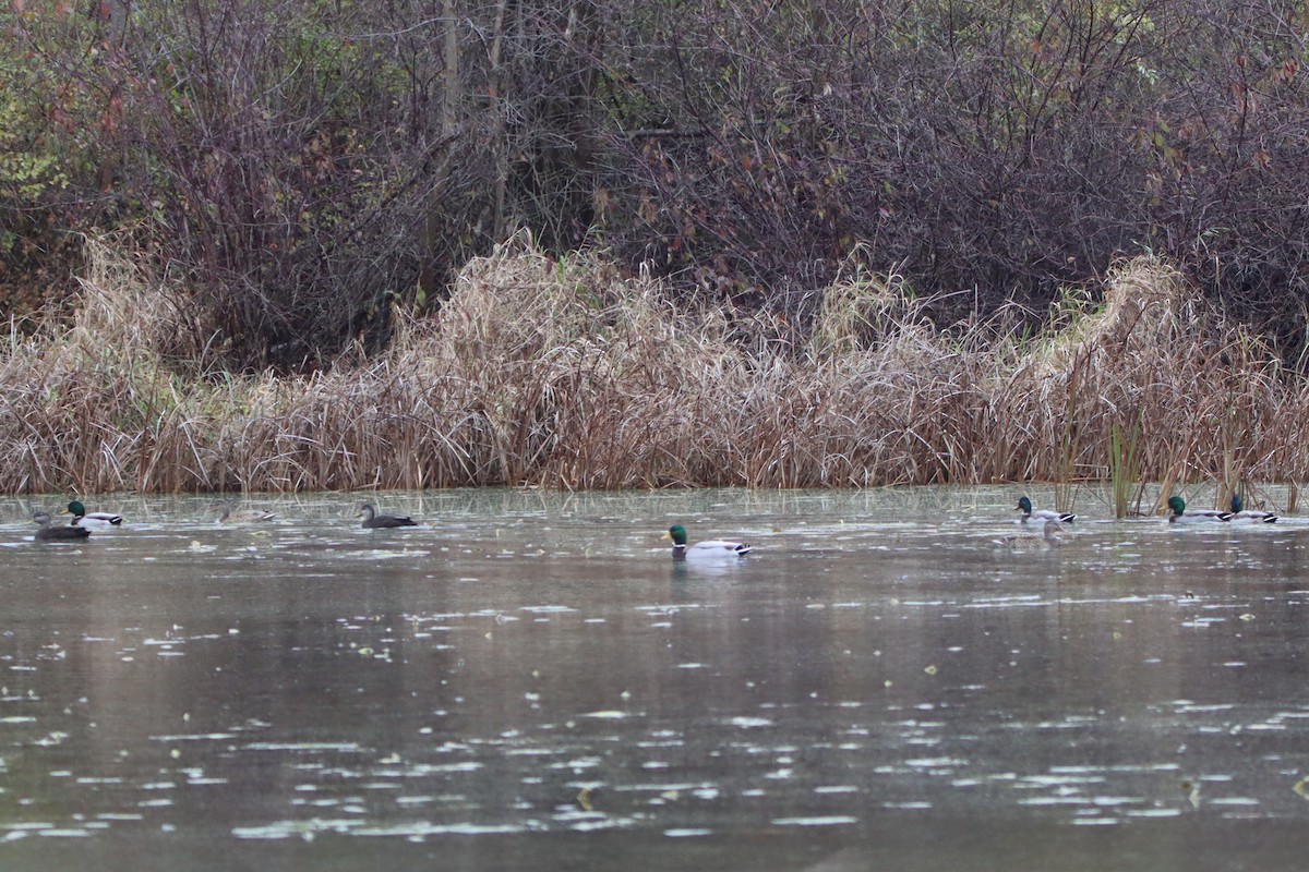 Крижень звичайний - ML644418305