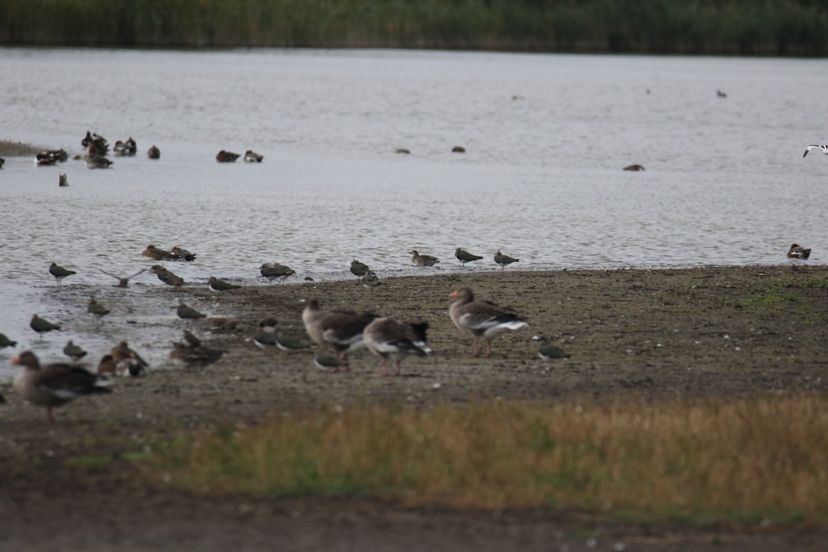 Graylag Goose - ML644418308