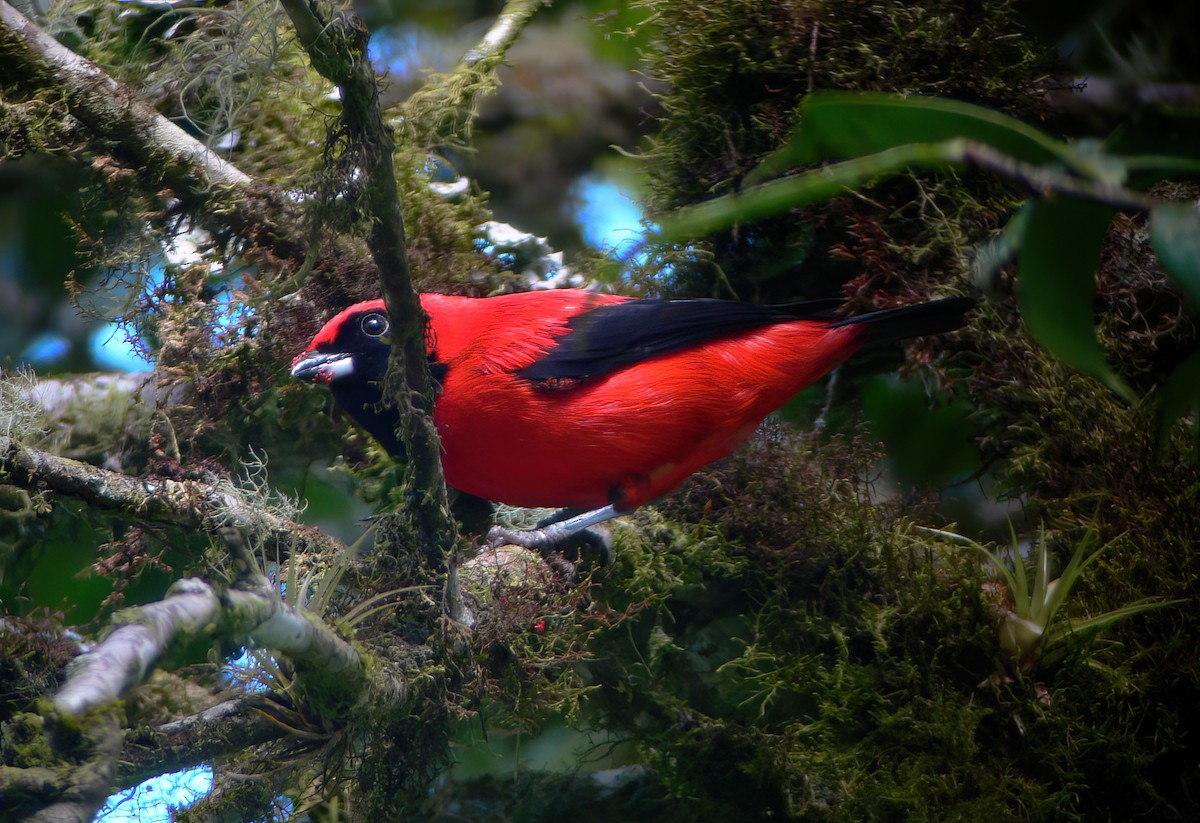 Vermilion Tanager - ML644418310