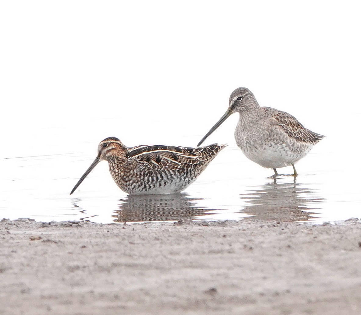 Wilson's Snipe - ML644418312