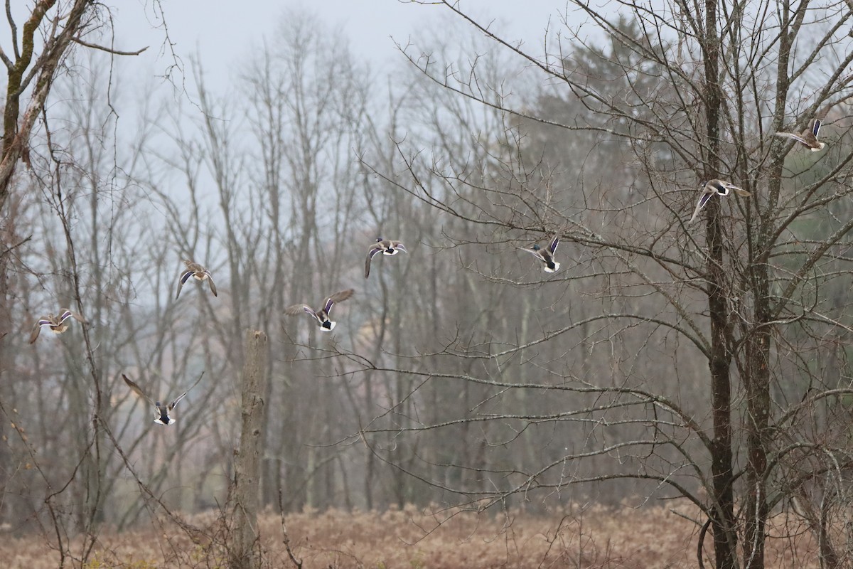 Крижень звичайний - ML644418314