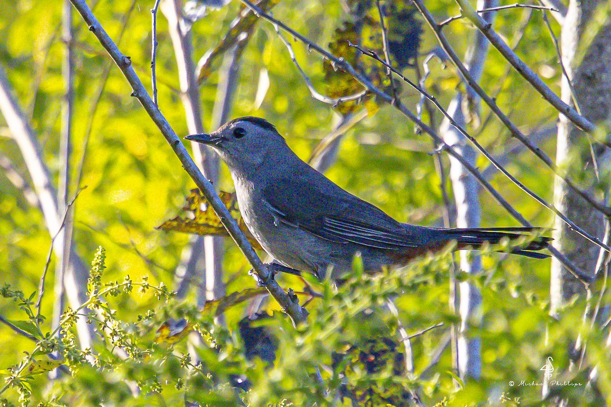 ימימן אמריקני - ML644418316