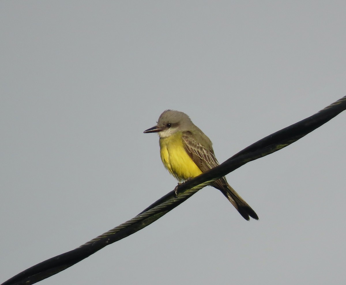 tropekongetyrann - ML644418319