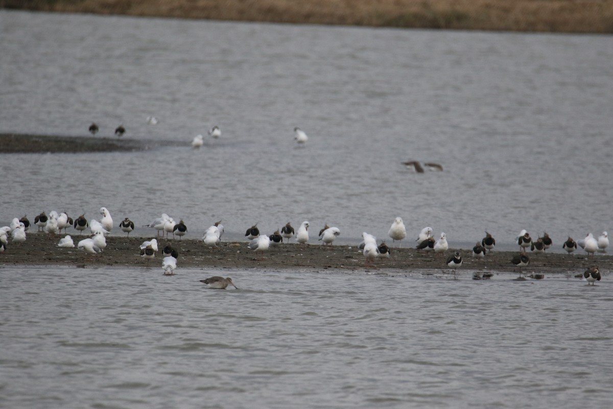 European Herring Gull - ML644418326