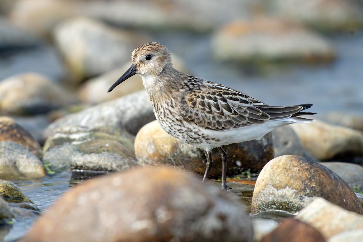 Dunlin - ML644418327
