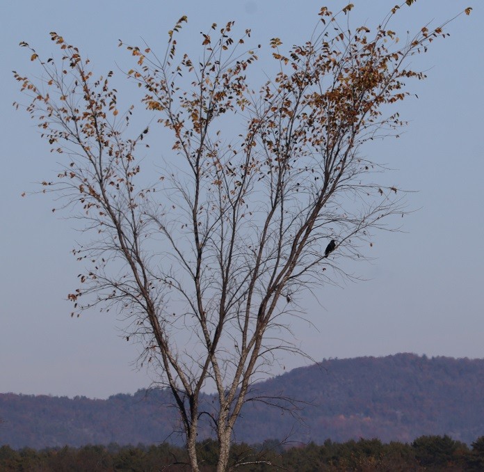 American Crow - ML644418353