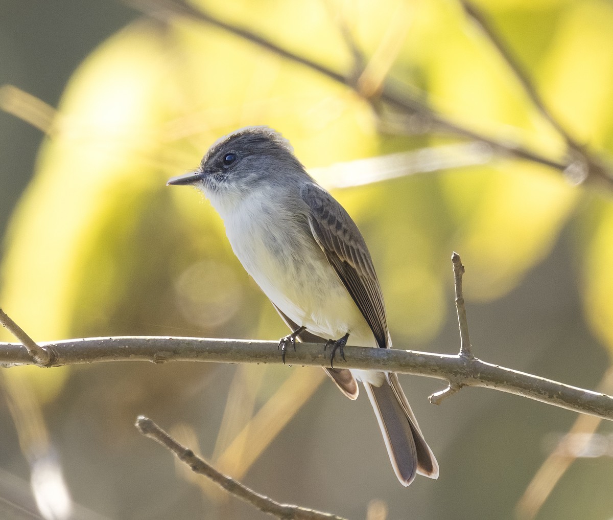 Eastern Phoebe - ML644418380