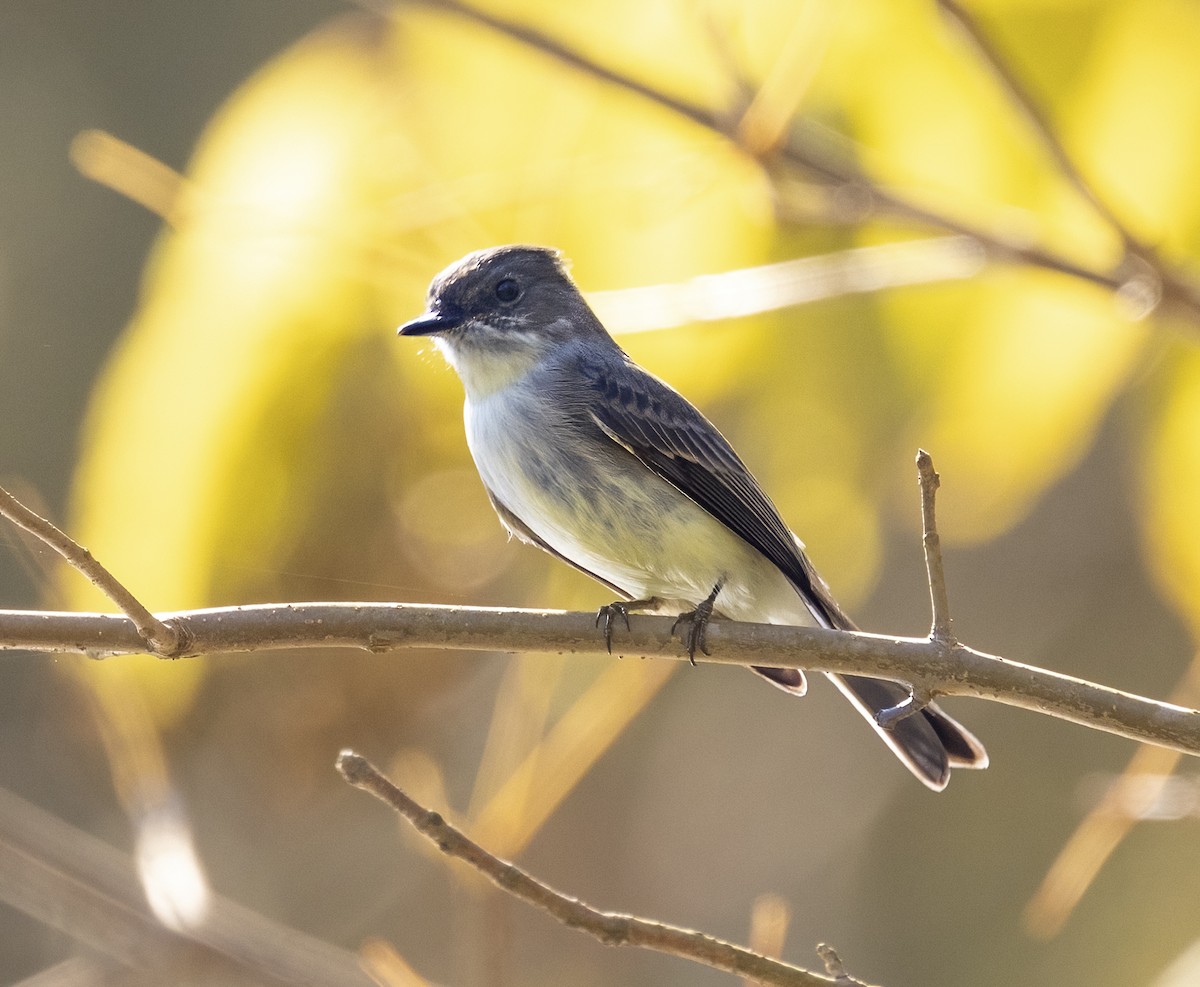 Eastern Phoebe - ML644418381
