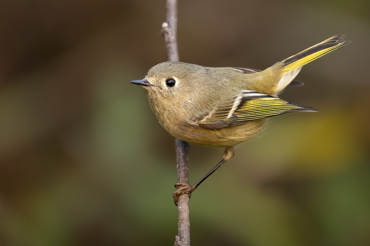 Ruby-crowned Kinglet - ML644418382