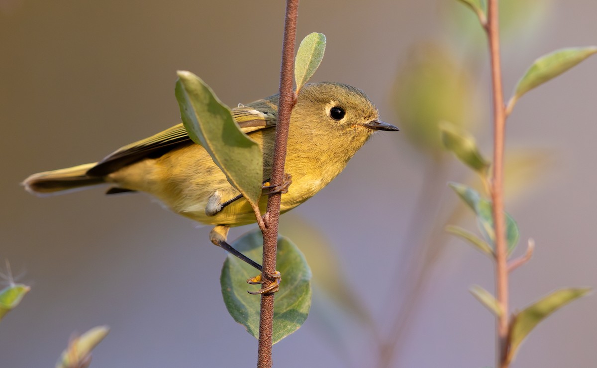 Ruby-crowned Kinglet - ML644418383