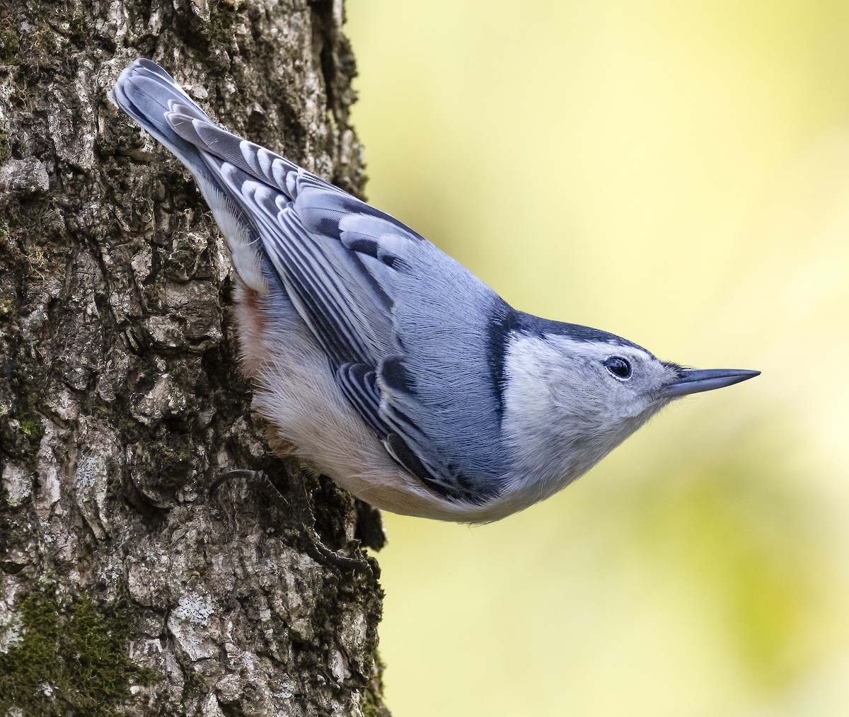 White-breasted Nuthatch - ML644418391