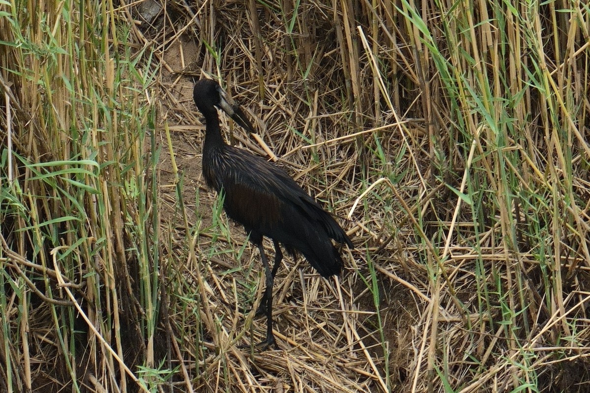 Matxardamoko beltza - ML644418398