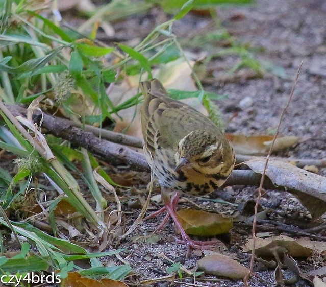 樹鷚 - ML644418399