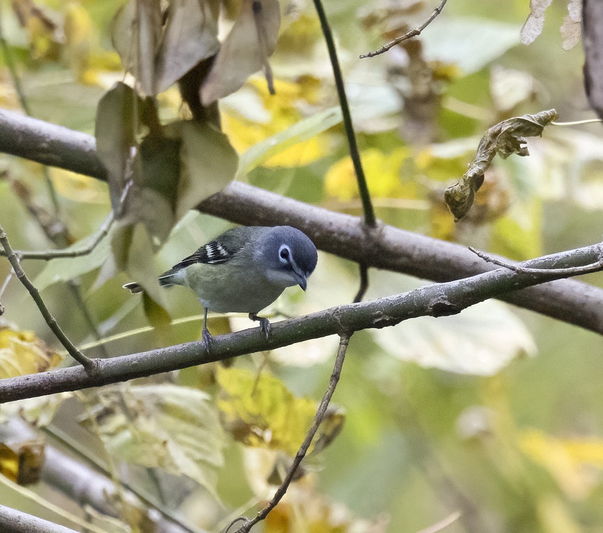 Blue-headed Vireo - ML644418405