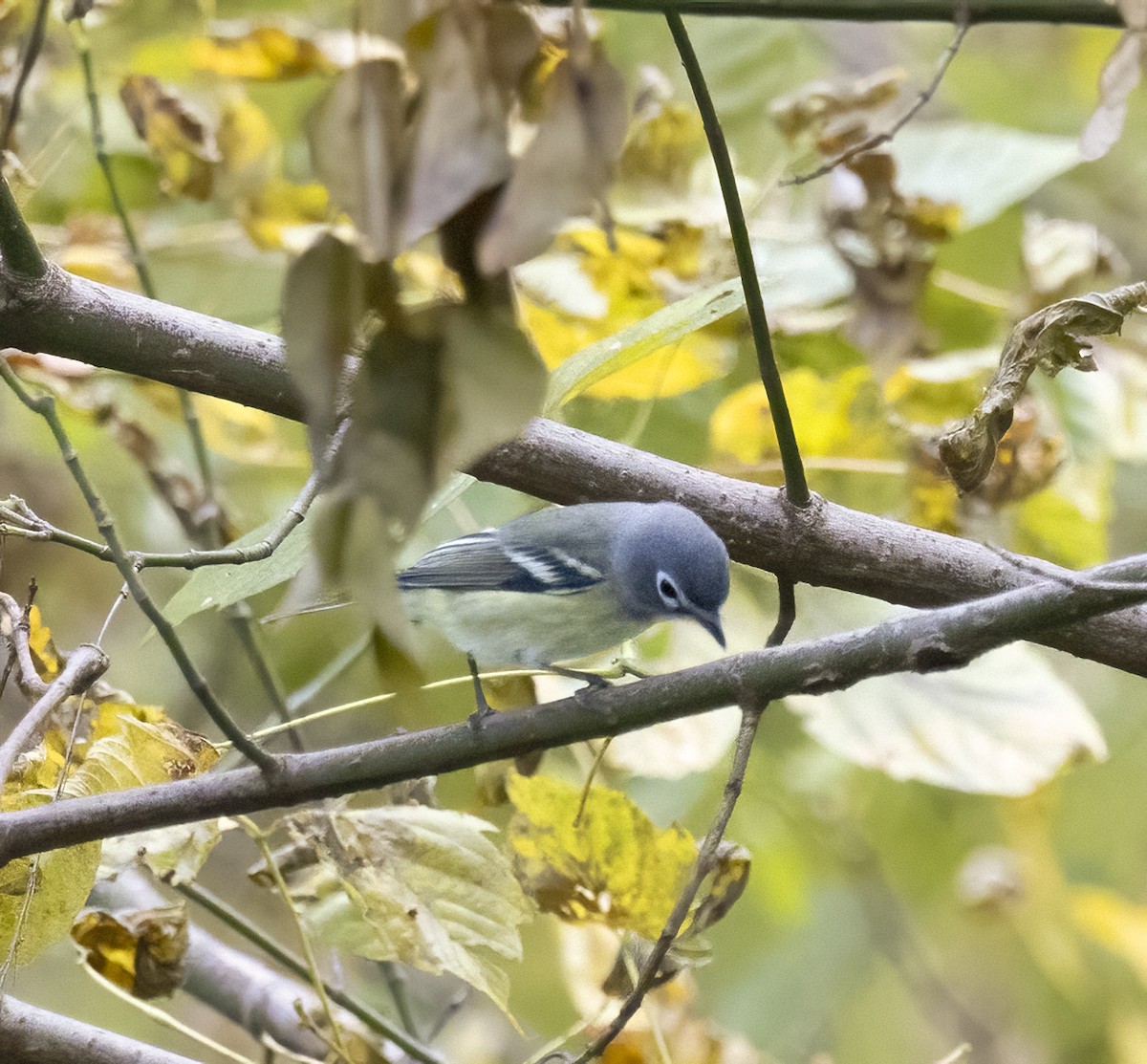Blue-headed Vireo - ML644418406