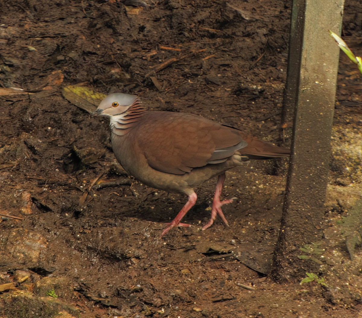White-throated Quail-Dove - ML644418407
