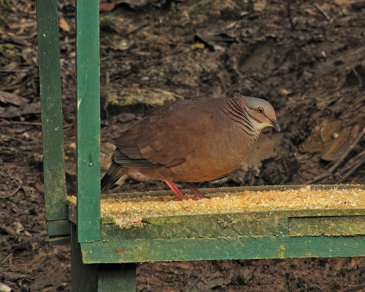 White-throated Quail-Dove - ML644418409