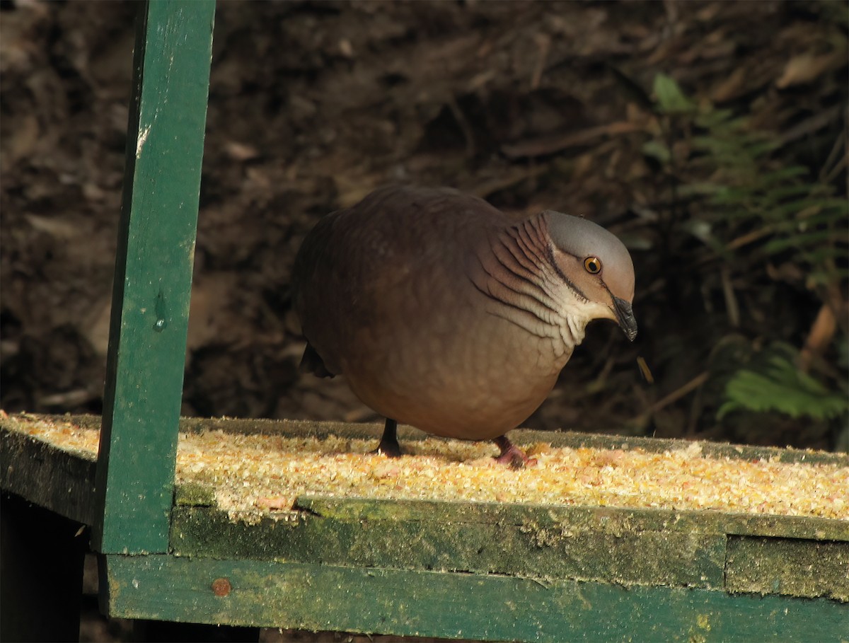 White-throated Quail-Dove - ML644418410