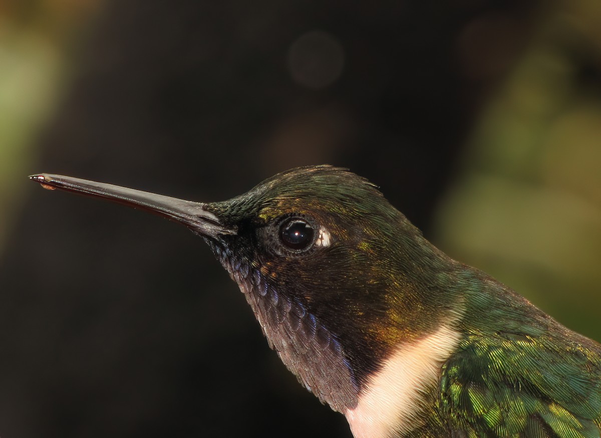 Amethyst-throated Sunangel - ML644418413