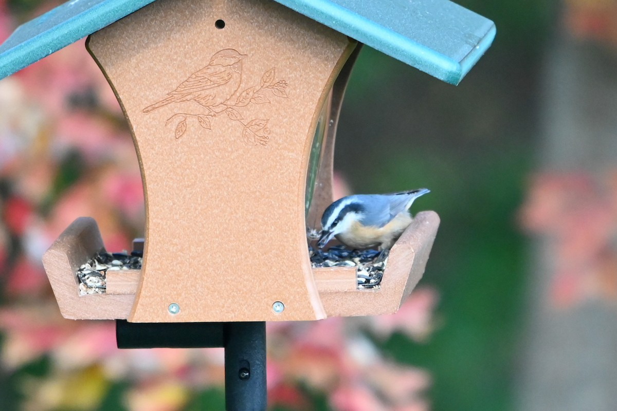 Red-breasted Nuthatch - ML644418414