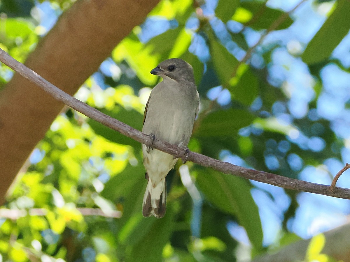 Lesser Honeyguide - ML644418416